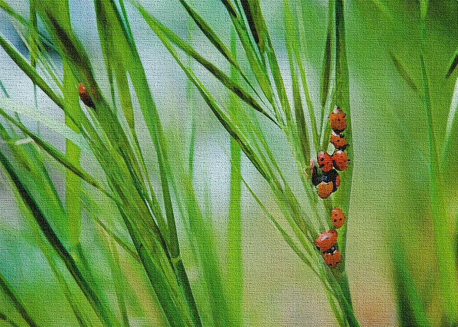 Lady Bugs, Green, Grass, Insect, Ladybug, green color, nature HD wallpaper