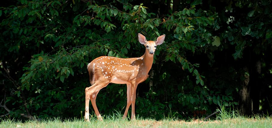 brown deer on green field during daytime, fawn, animal, wild, HD wallpaper