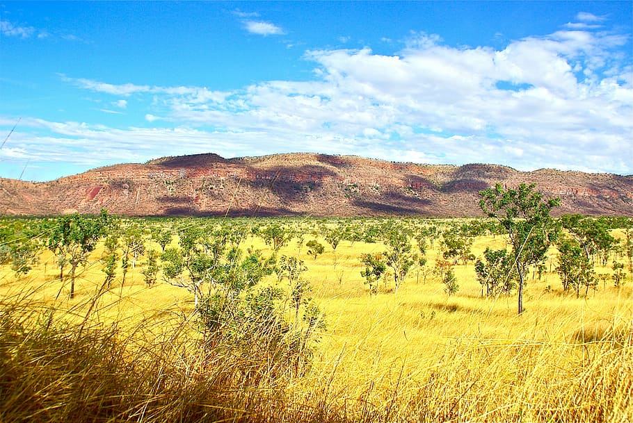 outback, australia, rural, aussie, environment, bush, scenery HD wallpaper