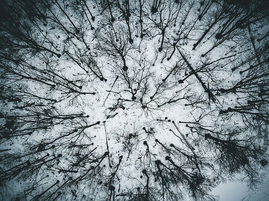 bird's eye view photography of bare trees, leafless trees, drone HD wallpaper