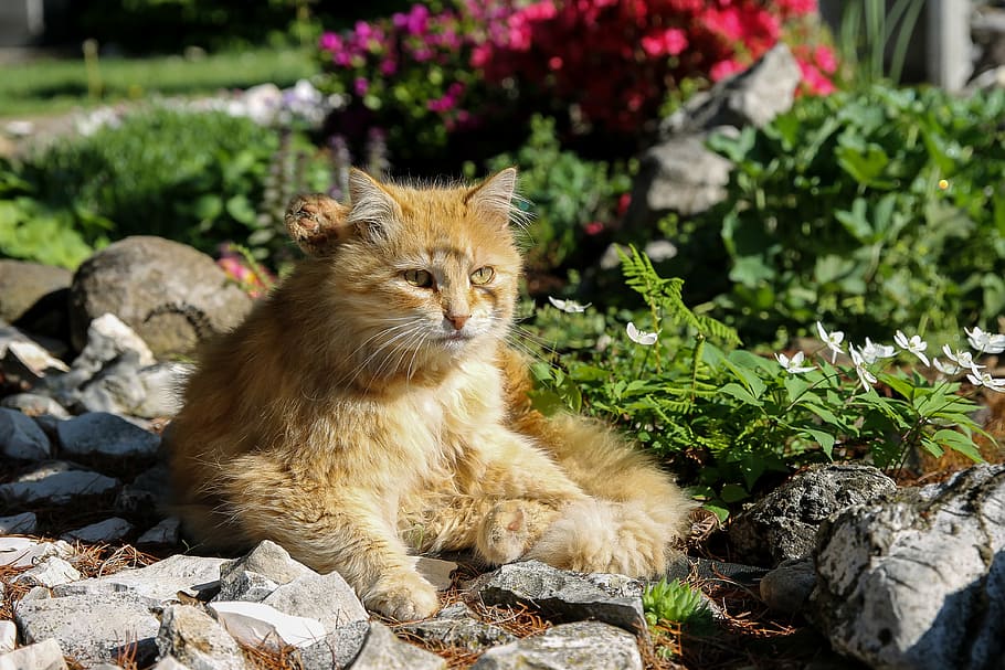 red cat, pets, kitten, garden, tom-cat, domestic cat, állatportré HD wallpaper