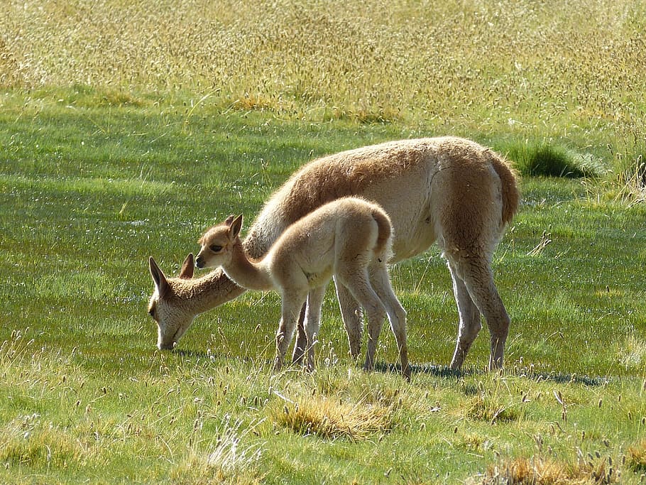 white and brown deers on green grass field during daytime, chile