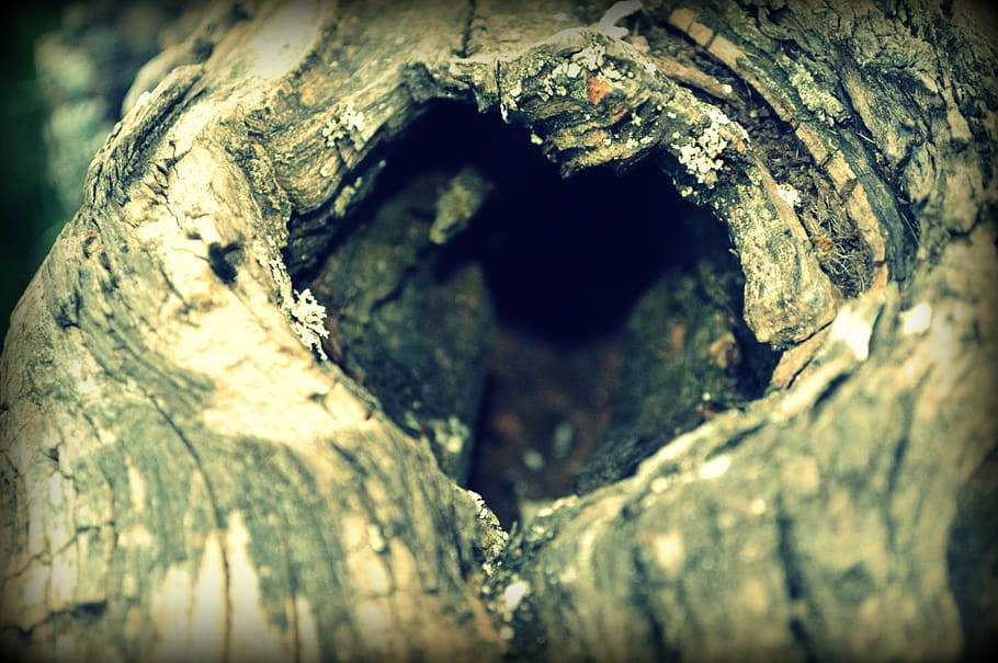 heart, tree, nature, bark, wood, symbol, close, log, emotion HD wallpaper