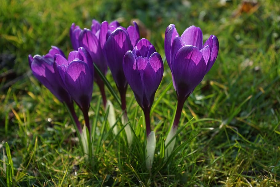 crocus, flowers, purple, close, spring, bühen, colorful, violet