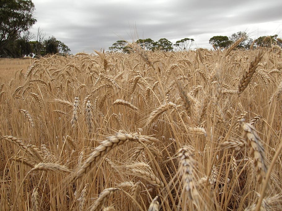 Wheat Field, Cereal, Landscape, agriculture, grain, cereal plant HD wallpaper