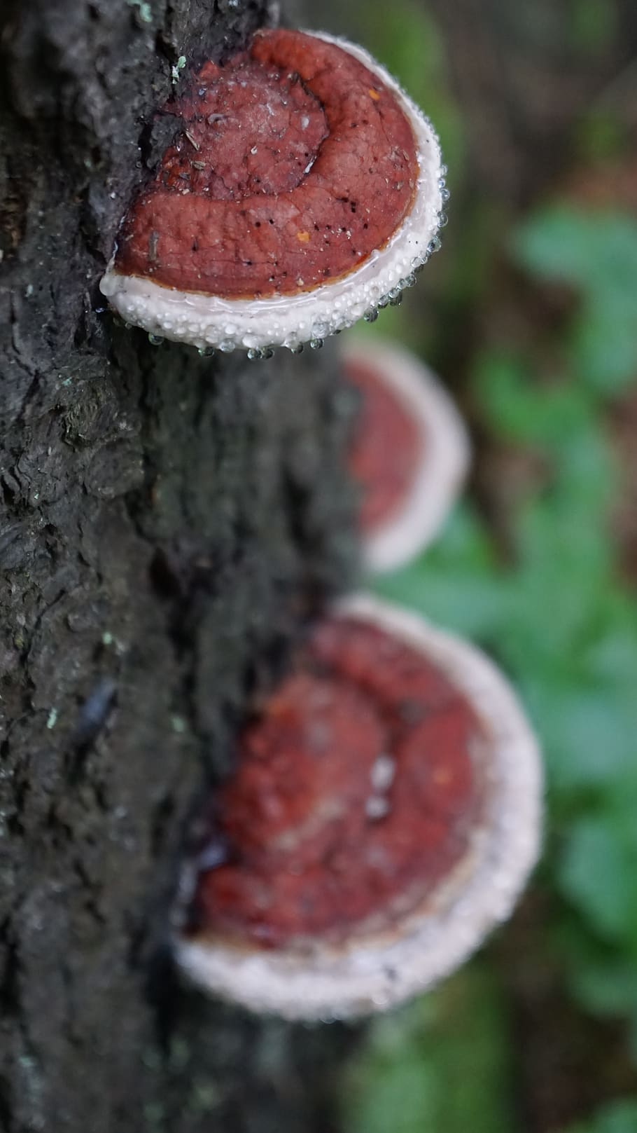 mushrooms, tree, forest, drops, forests, trunk, nature, wood HD wallpaper