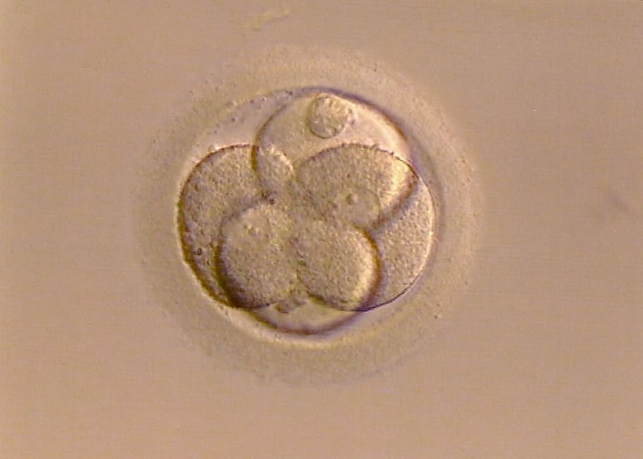 fertilized egg, live, emergence, indoors, close-up, no people HD wallpaper
