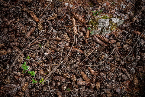 brown and grey pinecones lot, oval brown dried cones, branches HD wallpaper