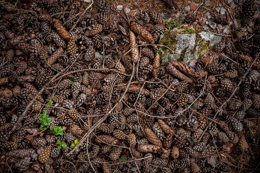 brown and grey pinecones lot, oval brown dried cones, branches