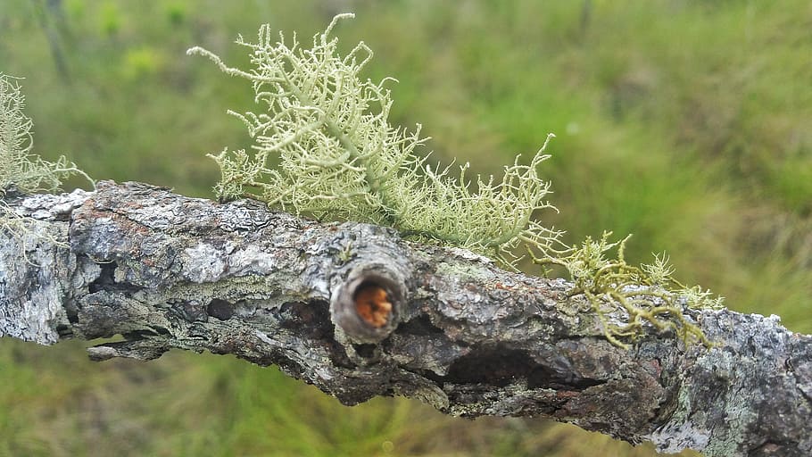 nature, tree, outdoors, grass, wood, flora, wild, moss, growth HD wallpaper