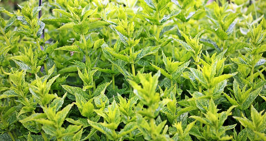 green plants lot, mint, green mint, herbal plant, medicinal herbs, HD wallpaper