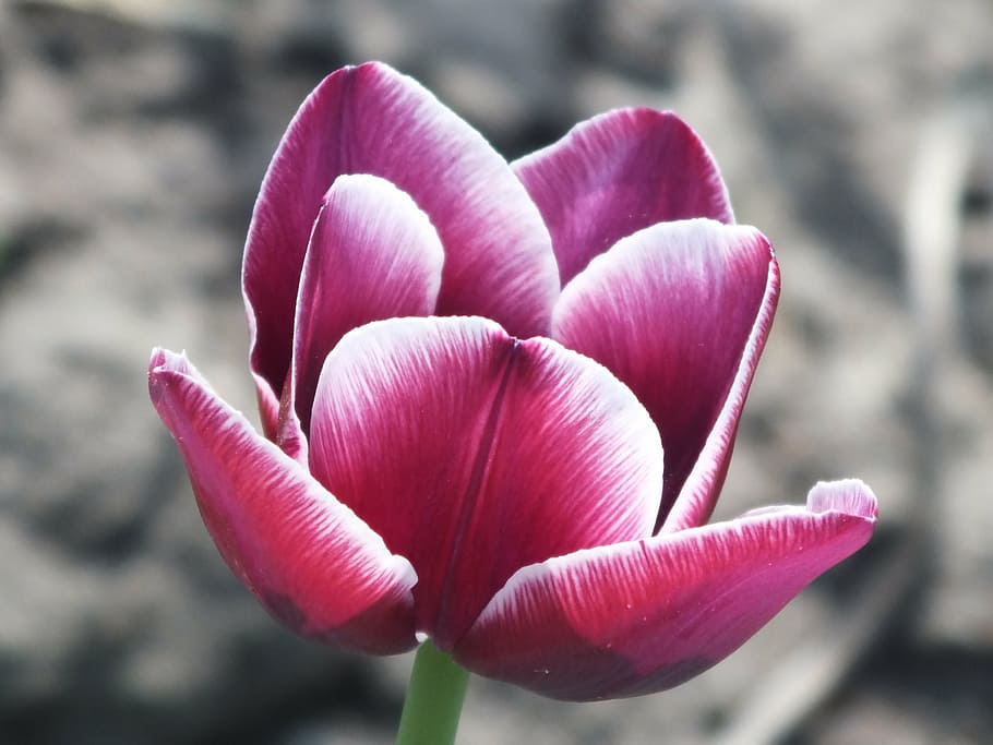 tulip, purple, closeup, flower, flowering plant, pink color HD wallpaper