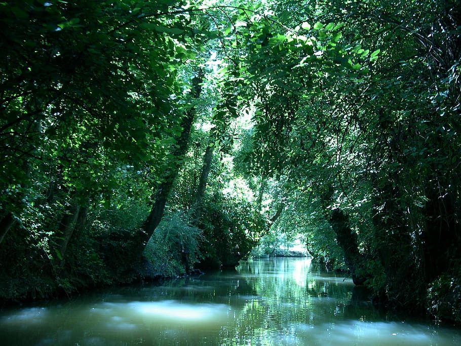 river in forest, marsh, trees, green palette, light, shadow HD wallpaper