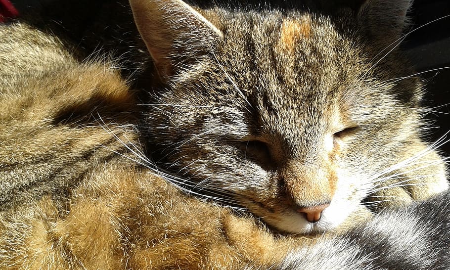 cat, sleep, cats, pet, feline, animals, mammal, cat face, nature HD wallpaper
