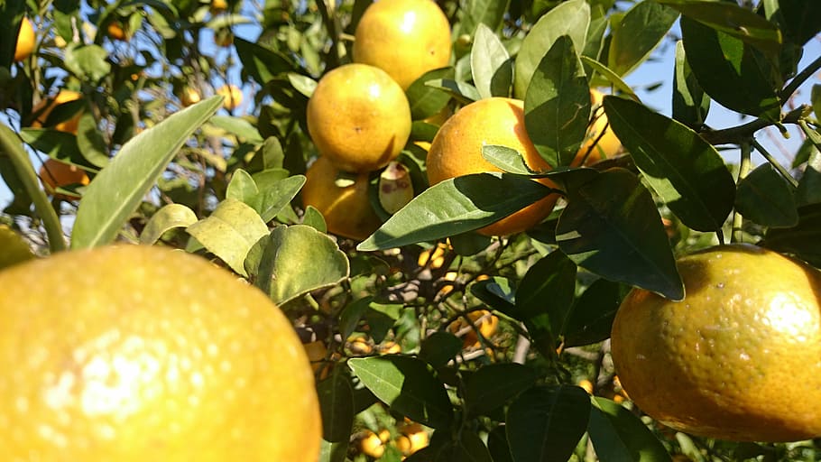 orange, nature, bright, fruit, leaf, healthy eating, plant part HD wallpaper