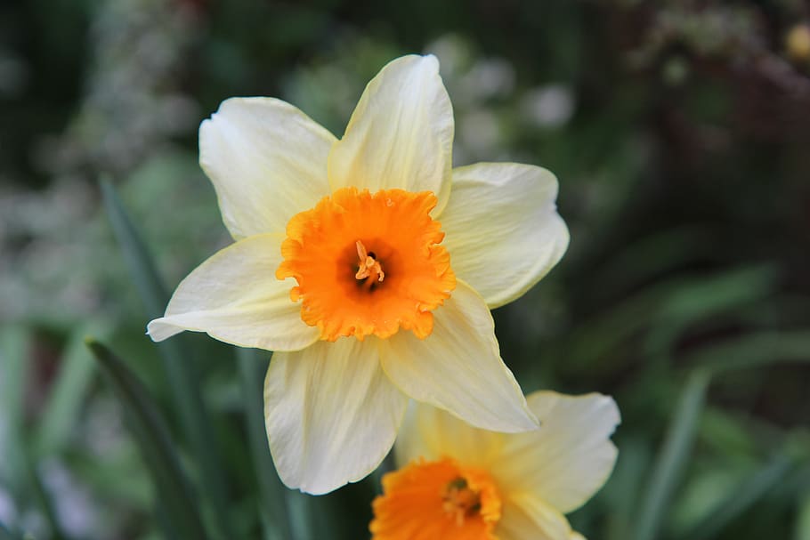 narcissus, daffodil, flower, flowering, spring, flowering plant HD wallpaper