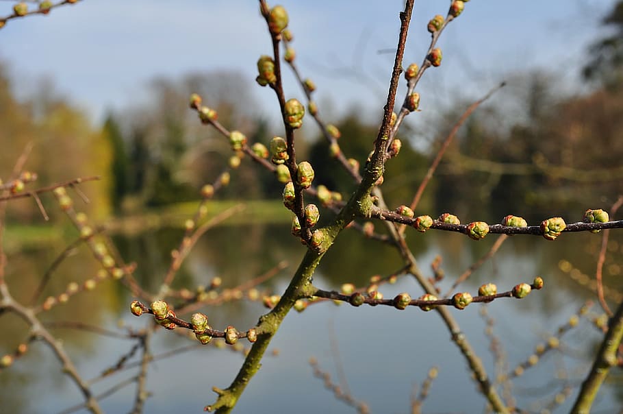 tree, branch, branches, bud, flowering, spring, nature, berry HD wallpaper