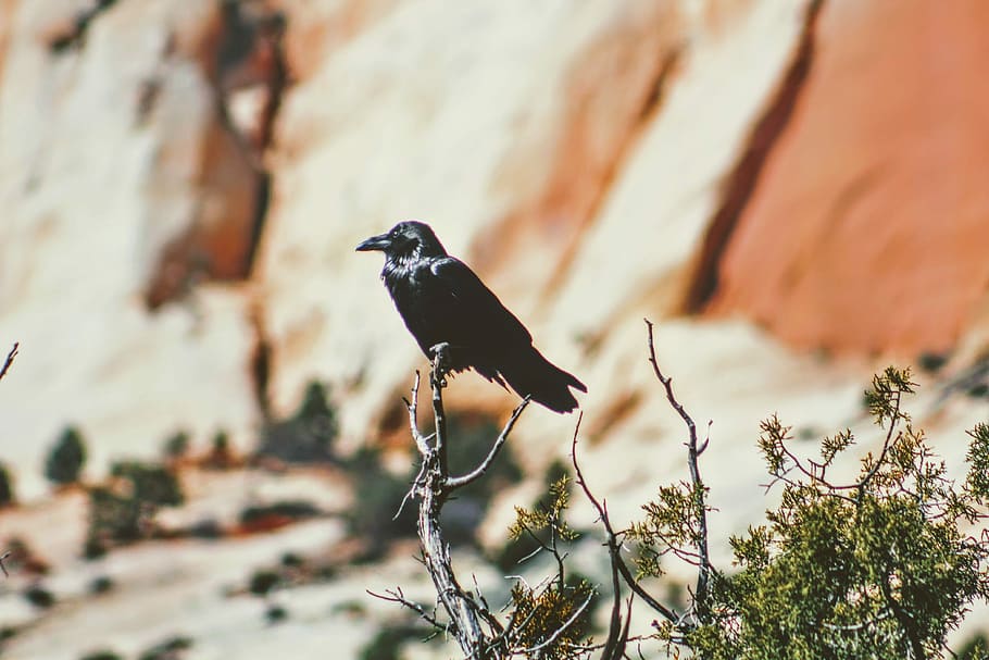 selective focus photography of perching crow, crow perched on tree branch HD wallpaper