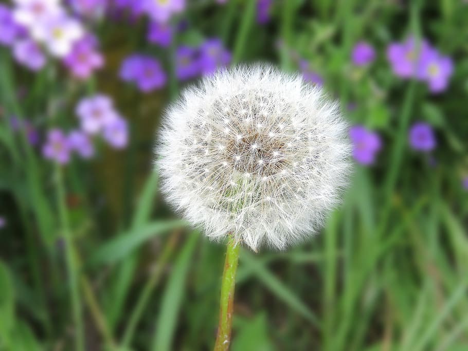 Flower, Common Dandelion, growth, fragility, nature, plant HD wallpaper