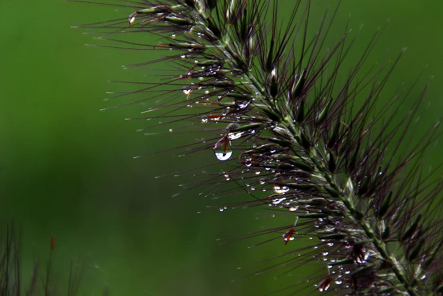 drop, natural, vegetable, nature, green, plant, garden, growth HD wallpaper