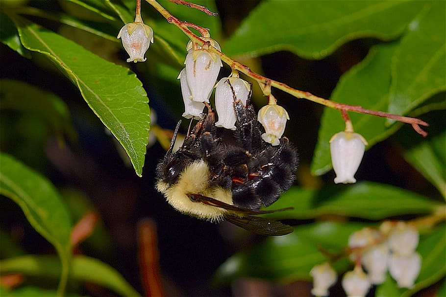 Bumblebee, Insect, Flowers, Pollen, nature, animal, fly, wing HD wallpaper
