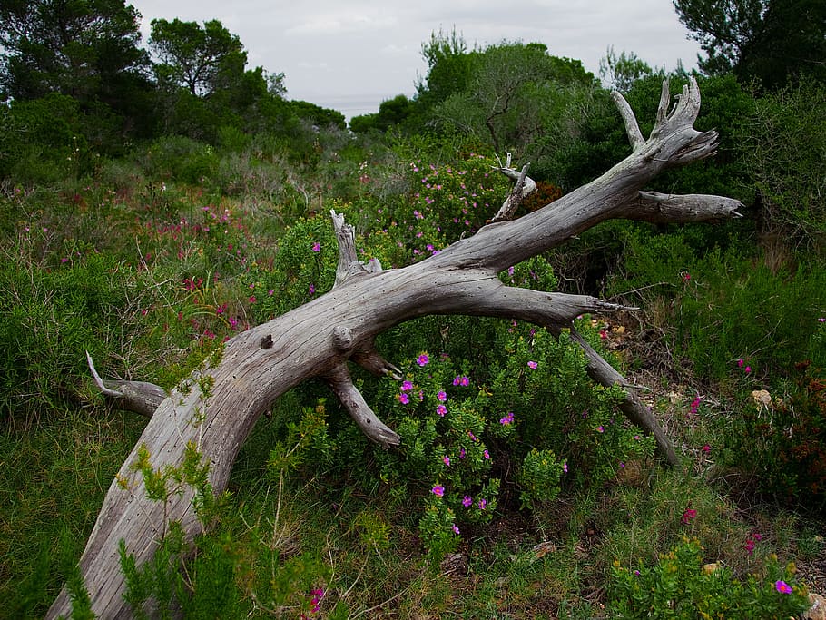 flowers, log, nature, tree, plant, landscape, wood, tribe, flora HD wallpaper