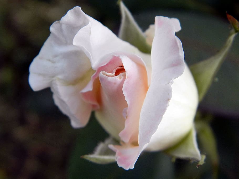 flower, spring, rose, flowering plant, fragility, vulnerability HD wallpaper