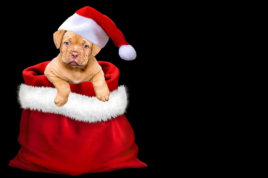 beige dog in red and white sack, christmas, gifts, christmas dog, HD wallpaper