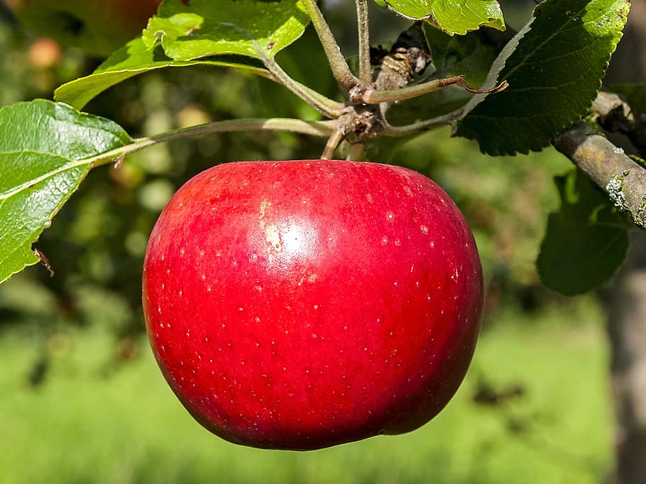 Apple, Fruit, Tree, Nature, tree fruit, red, food and drink HD wallpaper