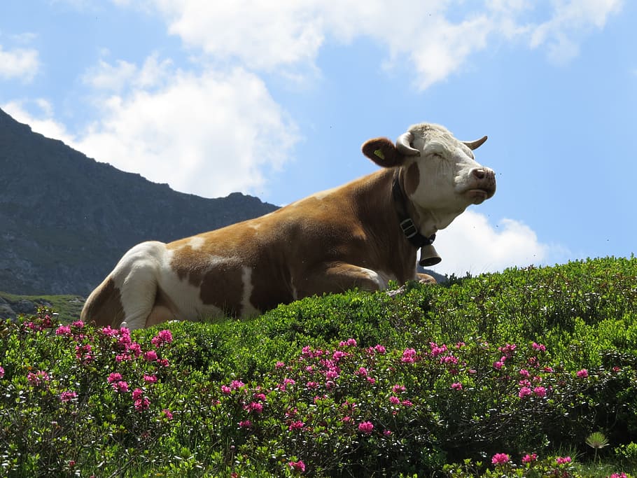 Mountains, Cow, Alm, Alpine Meadow, alpine rose, flowers, summer, HD wallpaper