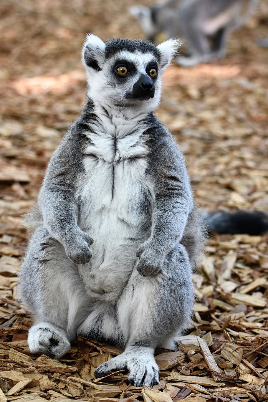 zoo, lemur, animal wildlife, one animal, animals in the wild HD wallpaper
