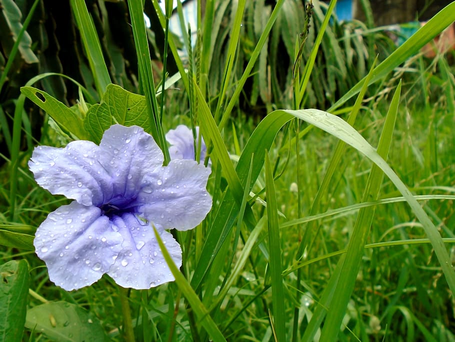 Flower, Leaf, Natural, Fresh, Nice, blooming, scenery, neck HD wallpaper