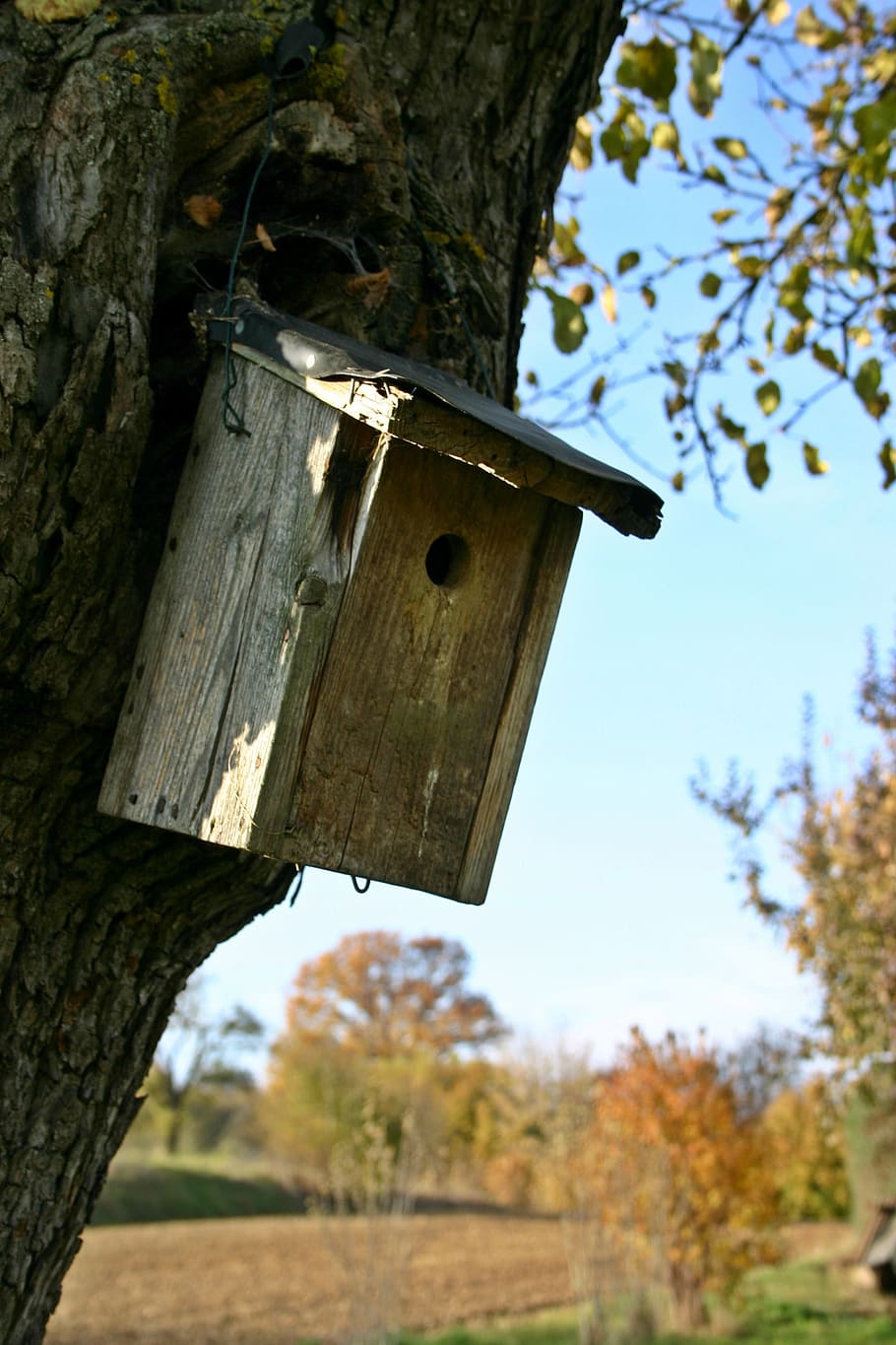 nesting box, tree, plant, aviary, bird feeder, breed, animal welfare