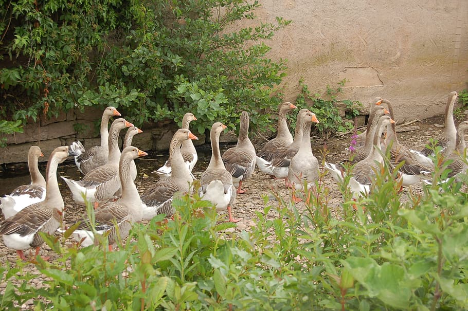 goose, group, bird, volatile, ornithology, animal themes, animal wildlife HD wallpaper