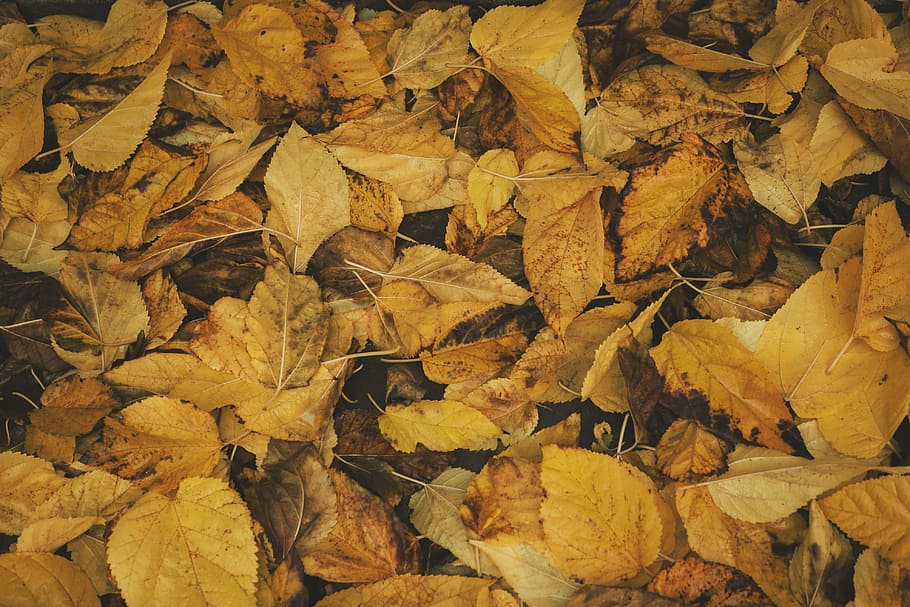 dry leaves, brown dried leaves, stack, yellow, leafe, autumn HD wallpaper