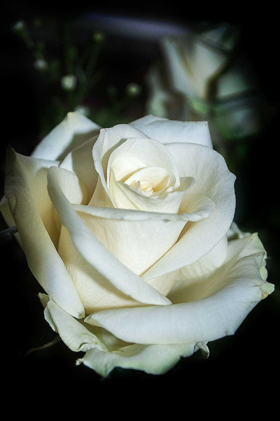 rose, flower, white, flowering plant, rose - flower, beauty in nature HD wallpaper