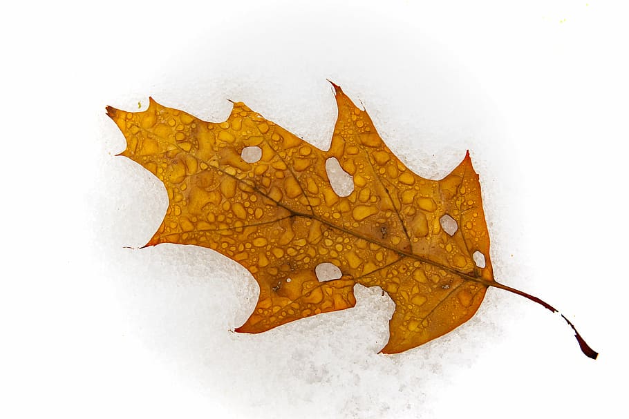 top view of leaf with water droplets, green leaf, dry, wet, halo HD wallpaper