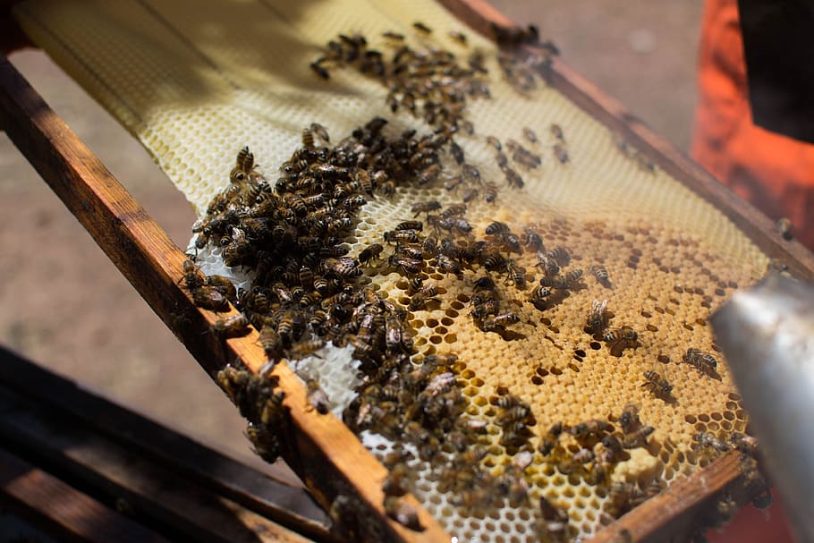 Bees, Nature, Beekeeping, indoors, people, one person, large group of animals HD wallpaper