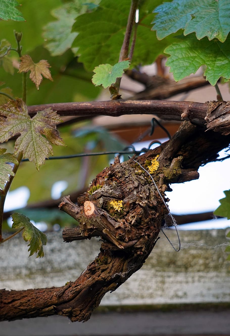 vine, wine, rebstock, leaf, plant, plant part, focus on foreground HD wallpaper