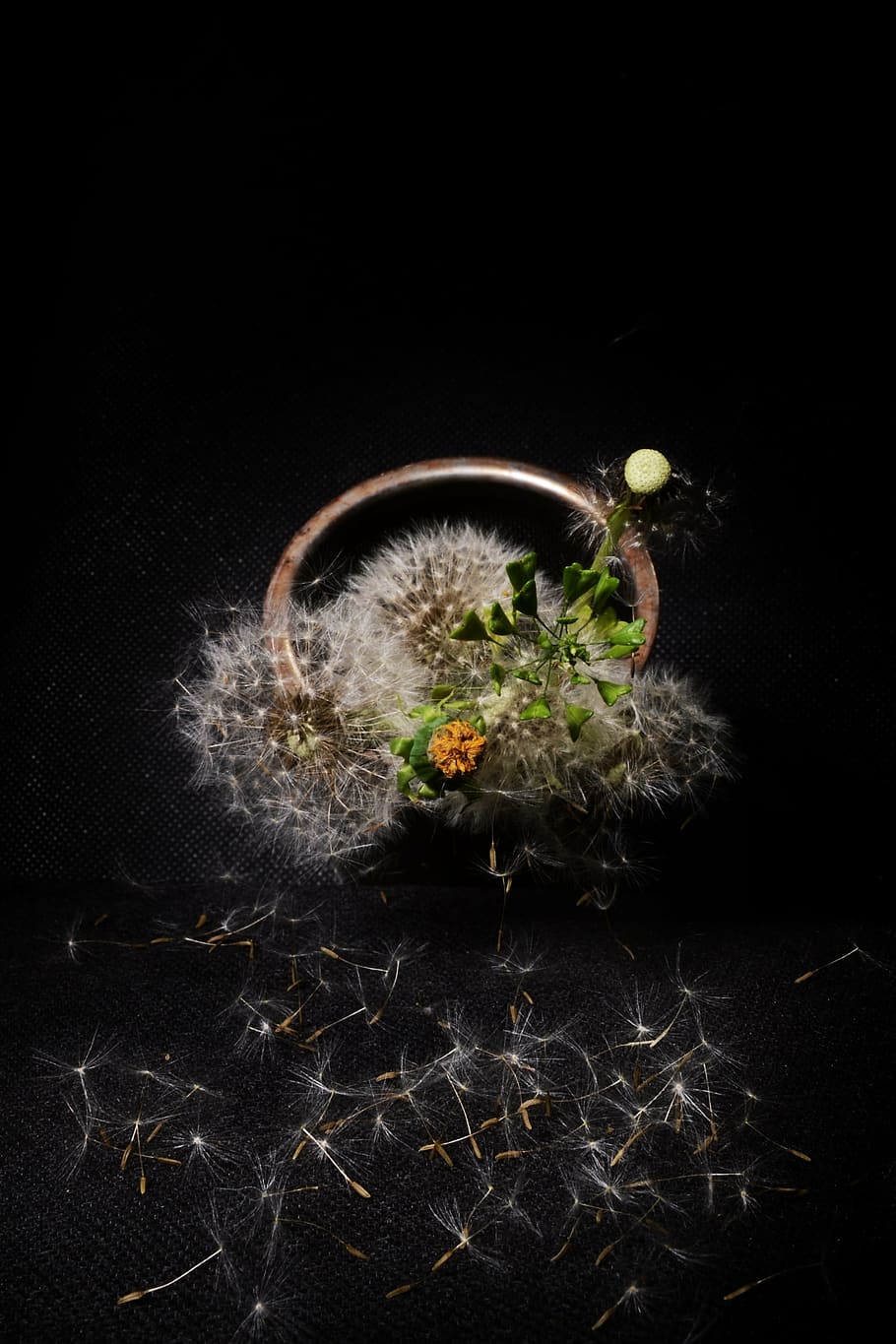 dandelion, still life, composition, staging, flowers, bouquet HD wallpaper