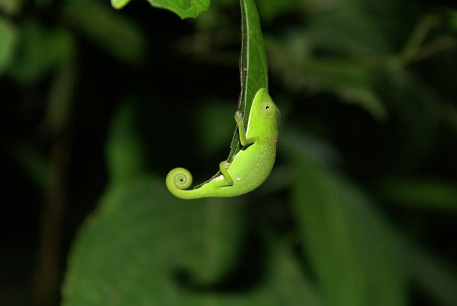 green chameleon on green leaf, curled tail, hanging, cameleon HD wallpaper