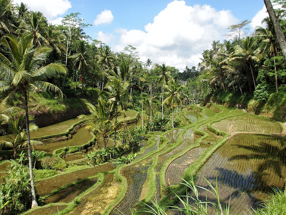 rice terraces and coconut trees, rice field, nature, ubud, bali