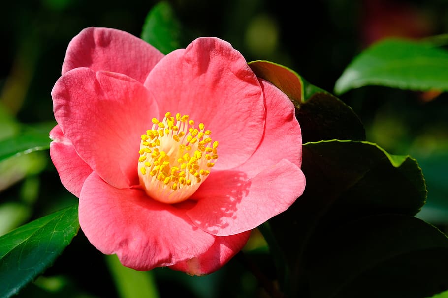 camellia, flowers, flowering plant, petal, beauty in nature HD wallpaper