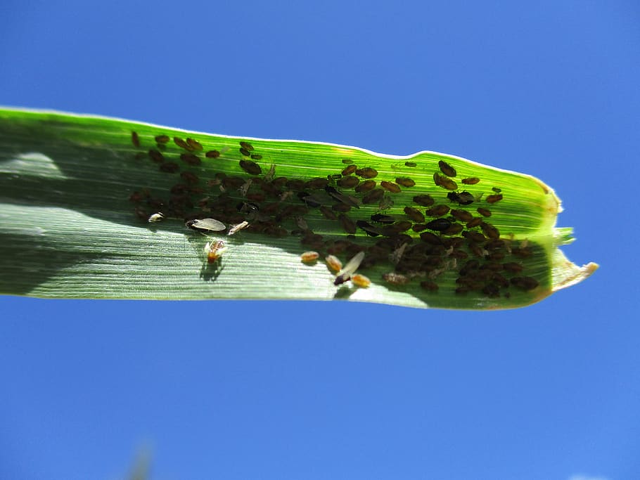 aphids, pest, bug, agriculture, blue, clear sky, nature, no people HD wallpaper