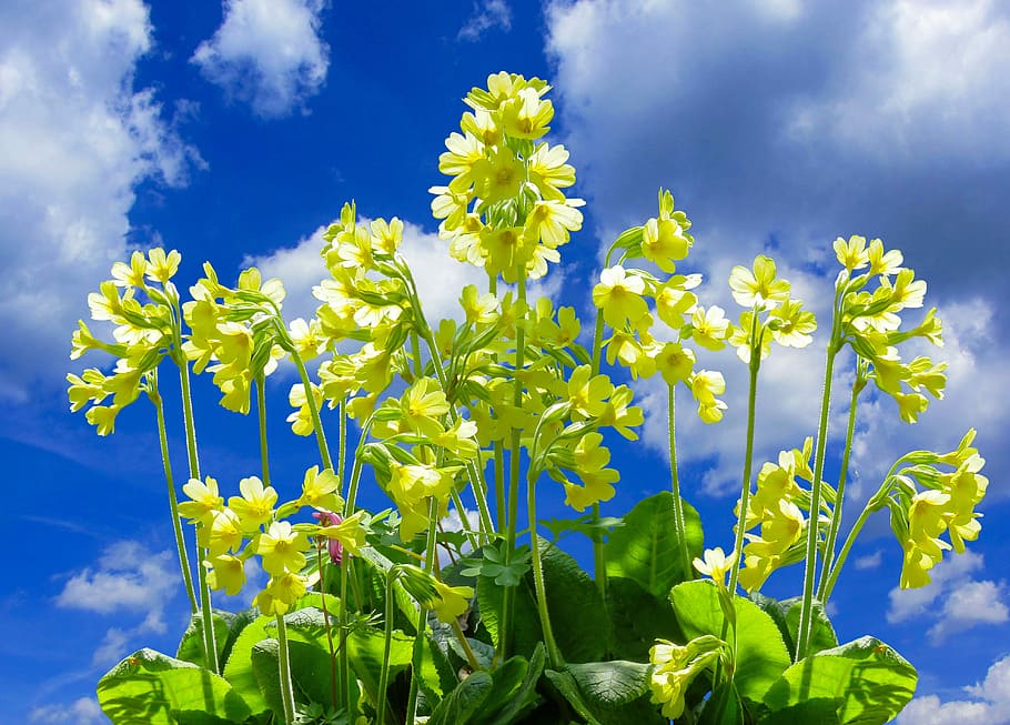 nature, flower, cowslip, spring, spring flower, sky, clouds HD wallpaper