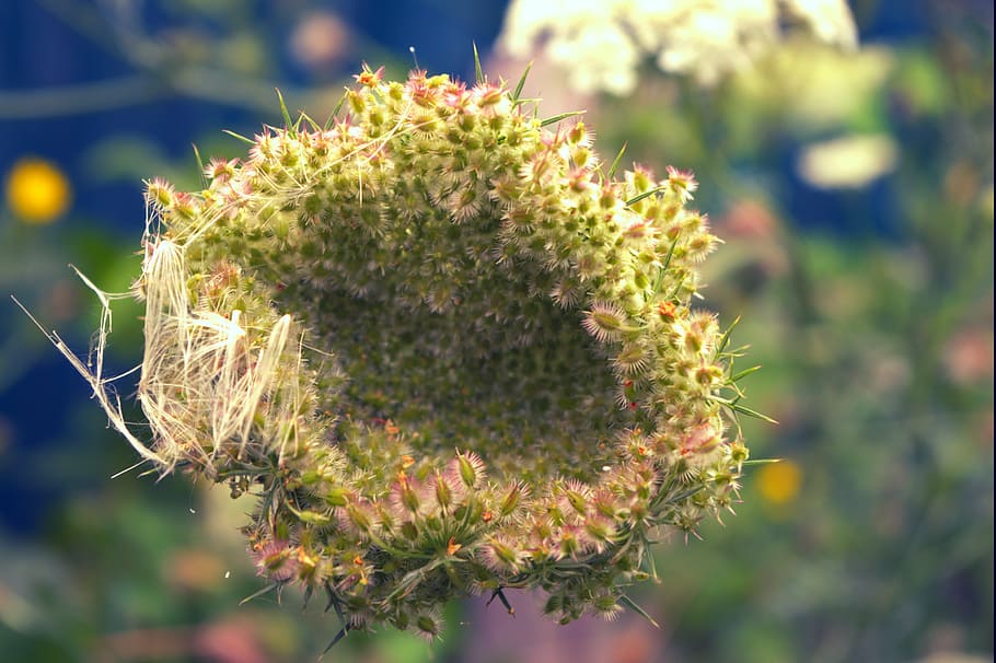 nature, flower, fields, flora, wild flower, plant, growth, close-up HD wallpaper