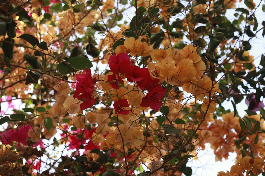 flowers, fall, pink, creative, november, october, red, harvest HD wallpaper