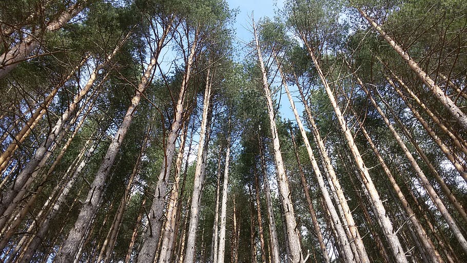 birch forest, sky, windows, nature, tree, plant, low angle view HD wallpaper