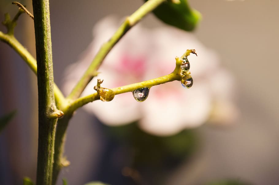 drop, flower, nature, plant, growth, close-up, beauty in nature HD wallpaper