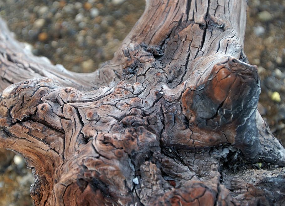 root, tree, wood, java, gnarled, cracked, old, tree trunk, day HD wallpaper